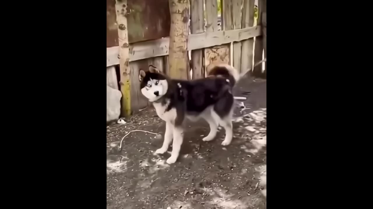 funniest cats and doghs