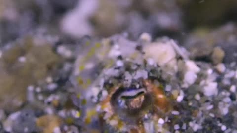 Bobtail Squid Covers Itself In Sand