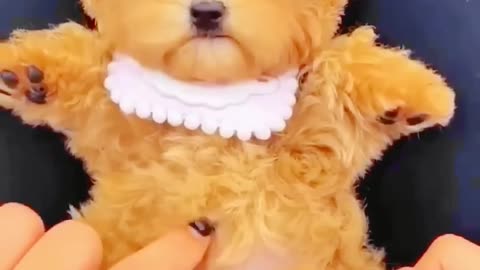 Cute Cat Dancing Video (2) #cat #dog #dogdance #catdance