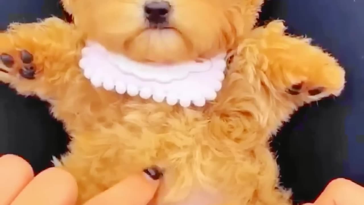 Cute Cat Dancing Video (2) #cat #dog #dogdance #catdance