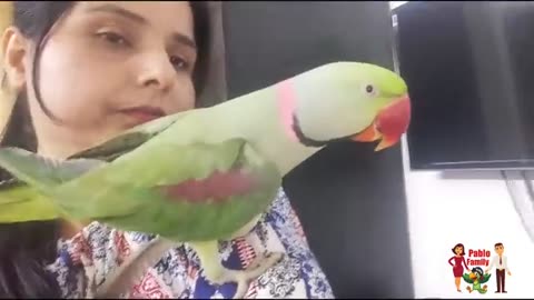Mamuy ka gussa parrot par comedy video