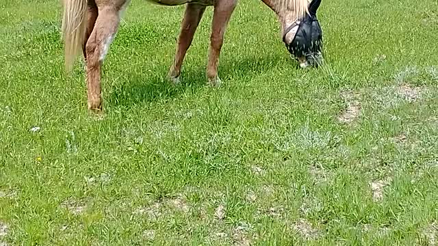 Five minutes of horses grazing.