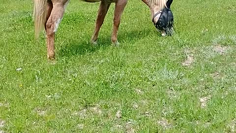 Five minutes of horses grazing.