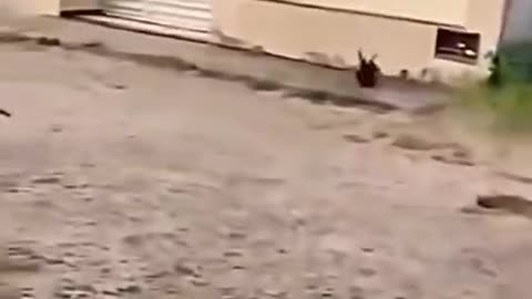 When the dog tries to catch the cat but is in such a rush that his brakes fail ... 😅😂