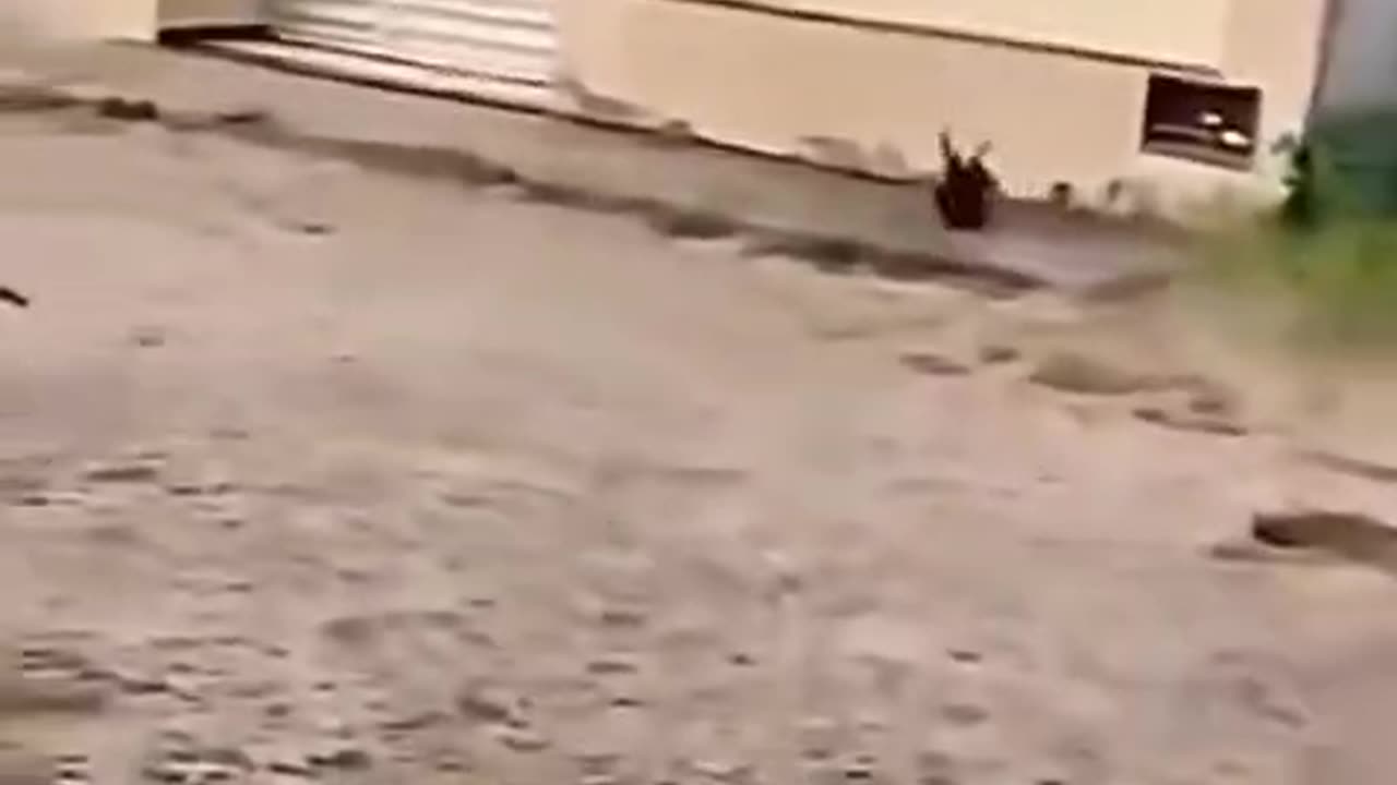 When the dog tries to catch the cat but is in such a rush that his brakes fail ... 😅😂