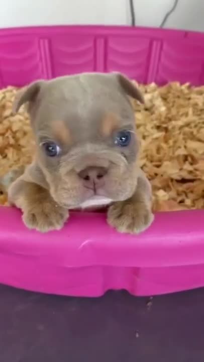 Big Dogs Playing with Babies Funny dog and Baby Compilation