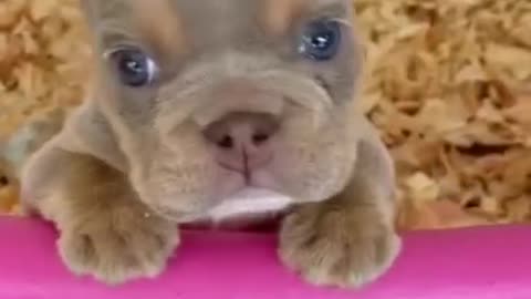 Big Dogs Playing with Babies Funny dog and Baby Compilation