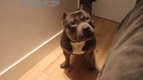 Talking dog 😂😂