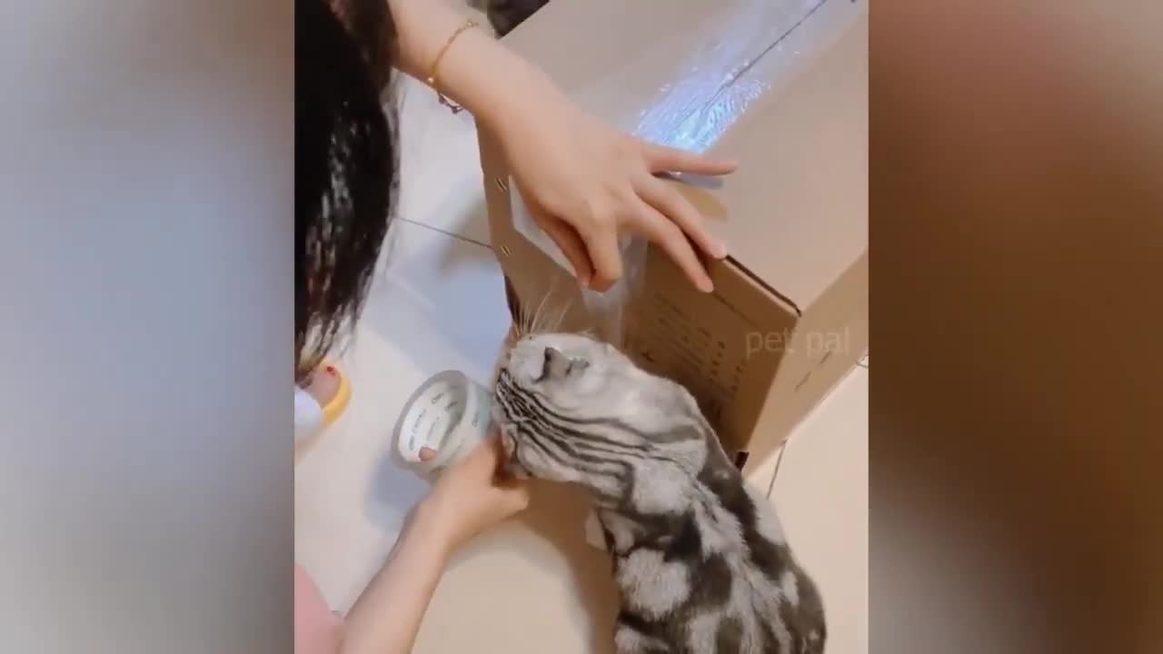 Animal Funny Video | Best Animal funny video