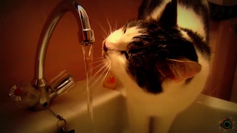 So this is how cat drinks from a tap water