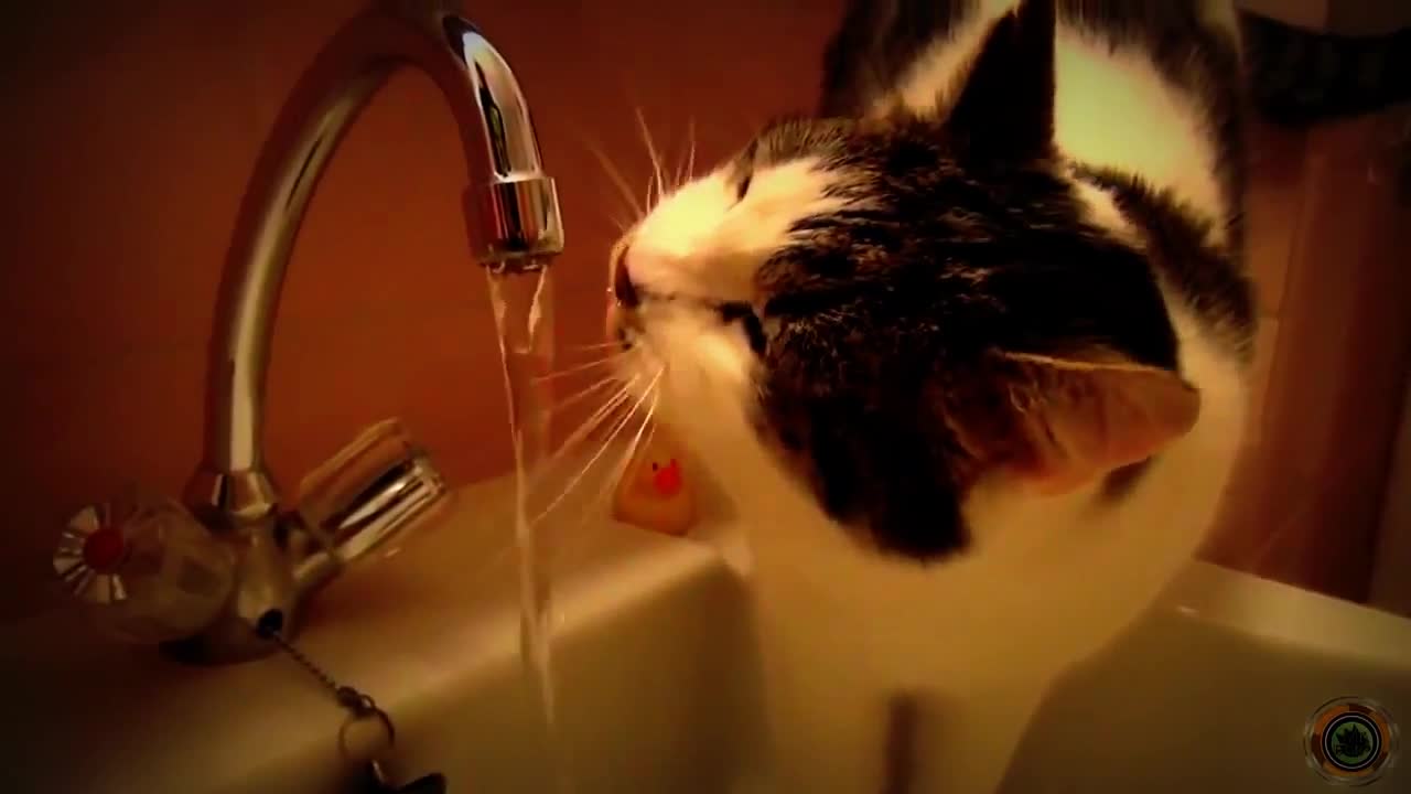 So this is how cat drinks from a tap water