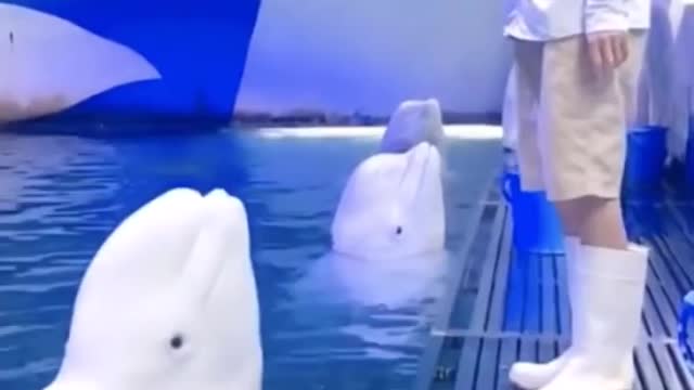 Cutest baby animals Videos Compilation Cute moment of the Animals - Cutest Animals #4