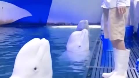 Cutest baby animals Videos Compilation Cute moment of the Animals - Cutest Animals #4
