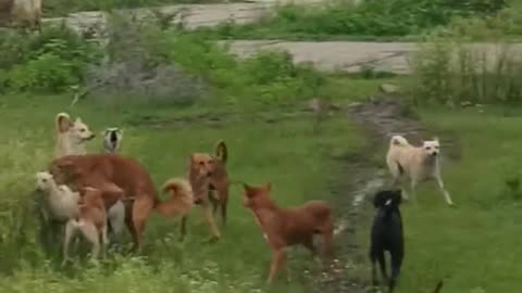 ×dogs gangster fight 💪| dogs fight for relationship 🐶 | dogs funny video 😂😂 | #shorts #short #dog