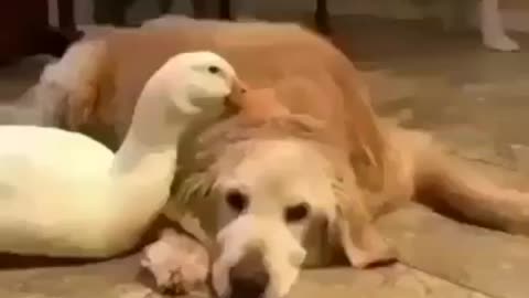 Duck with the dogs friendship