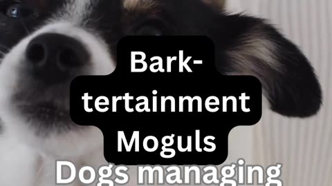 Doggy Mania