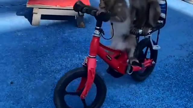 Two monkeys are enjoying by riding a bicycle 🤣🤣