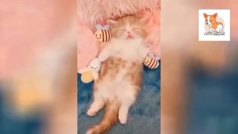 OMG So Cute Cats Best Funny Cat Videos 2021 #0009#