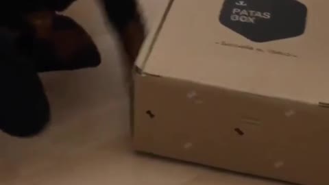 Maybe it wants to know what's in the box
