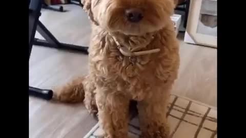 AWW Animals SOO Cute! Videos Compilation cutest and funniest moment of the animals #10