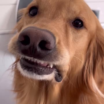 My dog learned how to use the copier!