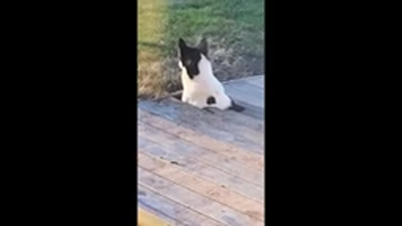Funny animal videos 2023