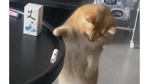 Funny cats video