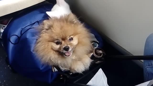 Dog and cat ride together