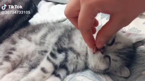 Cute cat sleeping 💤 cute
