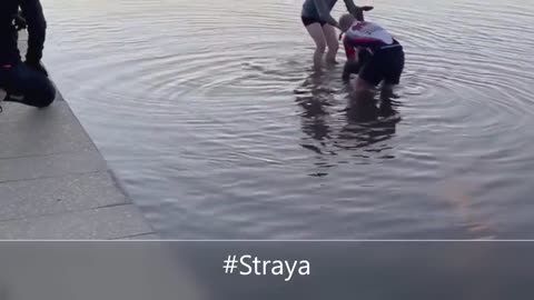 Kangaroo shakes hand with humans after being saved (australia)