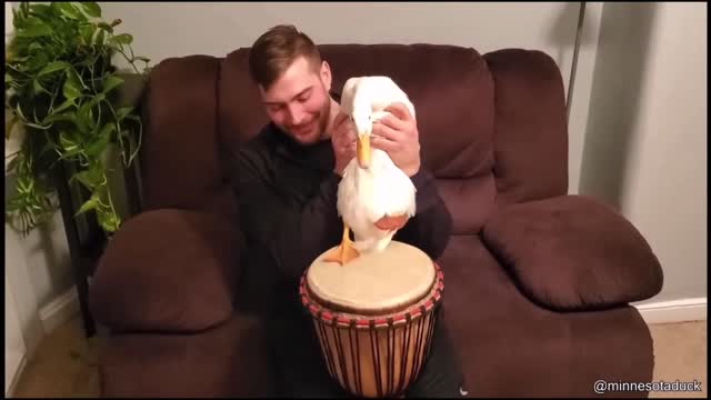 Duck playing a bongo using its feet