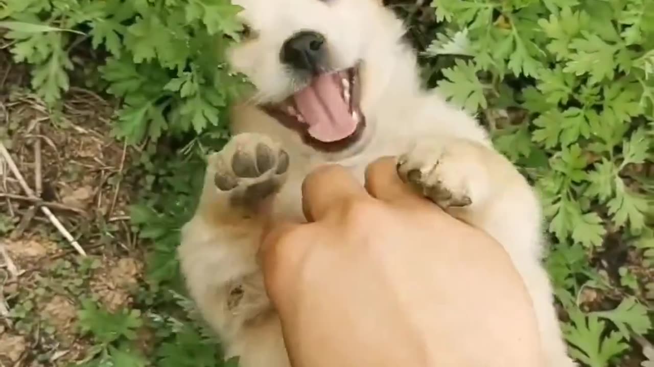 Funny Dog 😂🤣