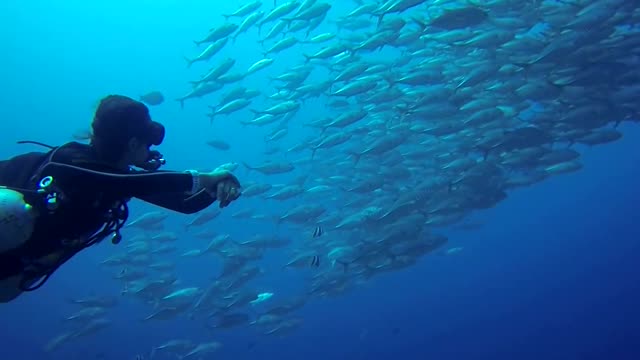 Scuba diver spotted a large moving school of fish