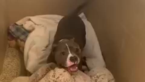 l'd call that a happy Hippo ❤️