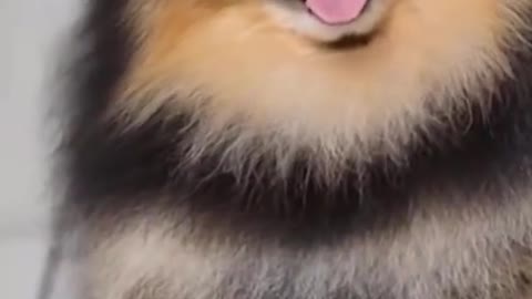 A cute puppy get a shower