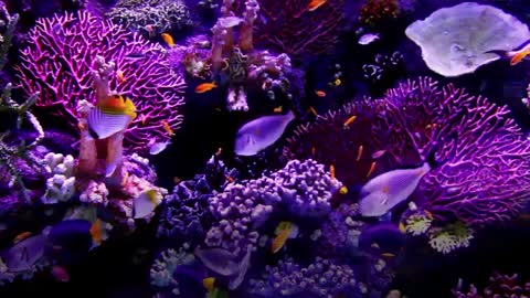 Peaceful And Relaxing Beautiful Aquarium Video-Best Sleep Music