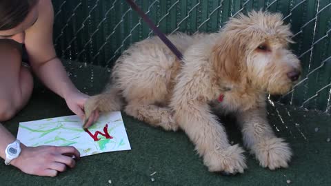 Doggie Picasso