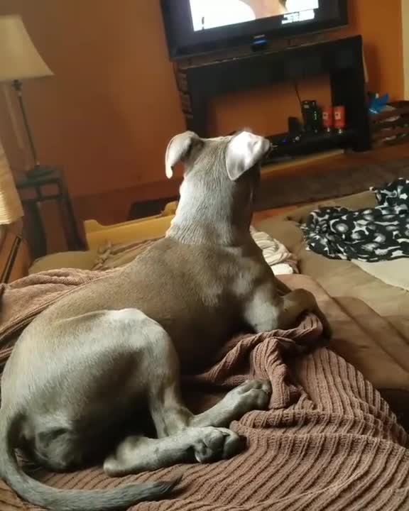 Perro fascinado por un show de TV de rescate de animales