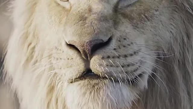 The lion is mighty, domineering, not so easy to achieve