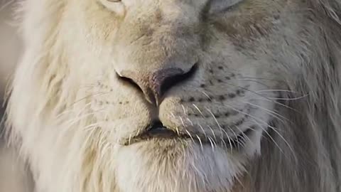 The lion is mighty, domineering, not so easy to achieve