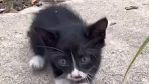 Amazing cat 🐱 trending video