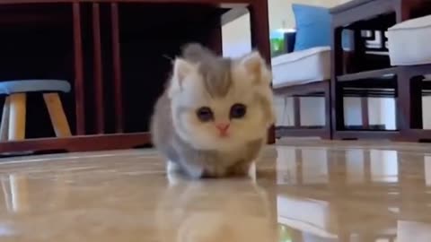 Cats are Love so Cute #tiktok #cure #cutecats