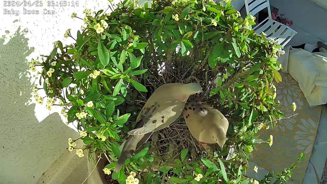 Male Dove Arriving To Take His Turn Sitting On First Egg - 4/26/2024 (please like👍🏼and subscribe)