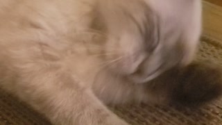 Loving my kitty