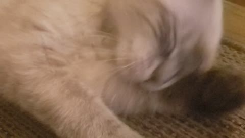 Loving my kitty