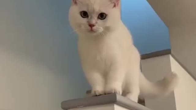 CAT CRYING BEST MOMMENTS