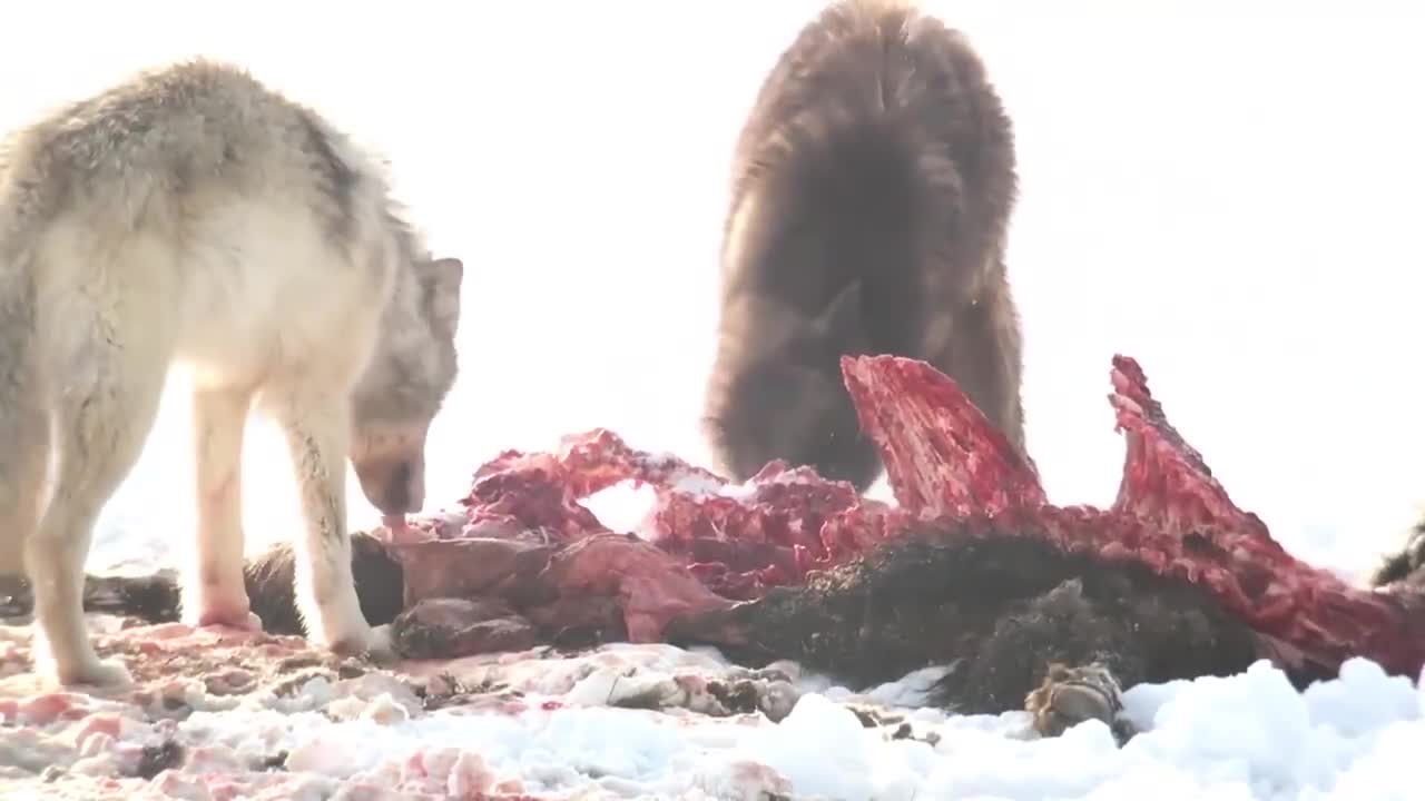 In the bitter winter, the wolves finally had a good meal