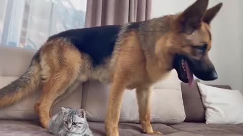 German Shepherd trying to play with baby Kitten