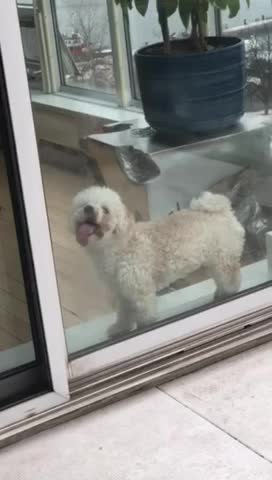 Puppy discovers a taste for windows