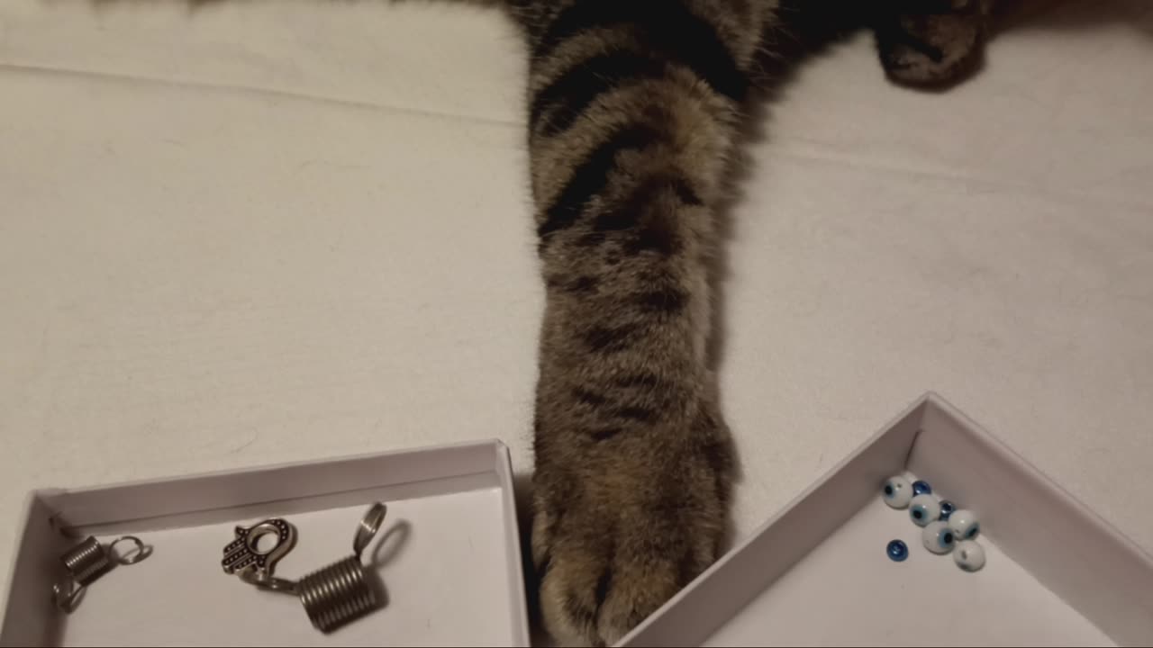 Outtakes: Cat smacks bead box